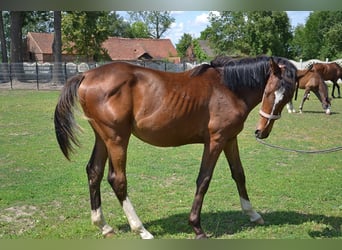 Polski koń szlachetny półkrwi, Ogier, 1 Rok, 165 cm, Gniada