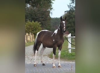 Polski koń szlachetny półkrwi, Ogier, 1 Rok, 165 cm, Srokata