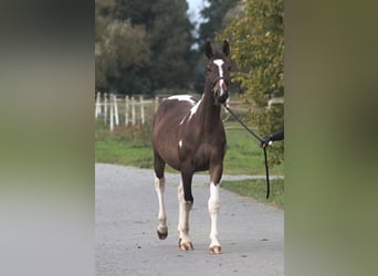 Polski koń szlachetny półkrwi, Ogier, 1 Rok, 165 cm, Srokata
