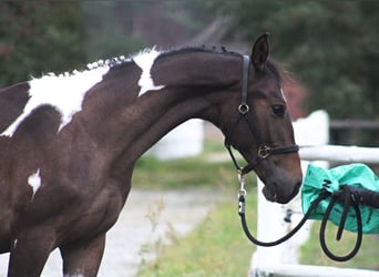 Polski koń szlachetny półkrwi, Ogier, 1 Rok, 165 cm, Srokata