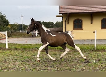 Polski koń szlachetny półkrwi, Ogier, 1 Rok, 165 cm, Srokata