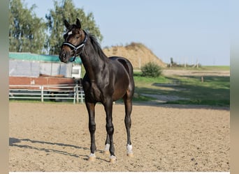Polski koń szlachetny półkrwi, Ogier, 2 lat, 161 cm, Gniada