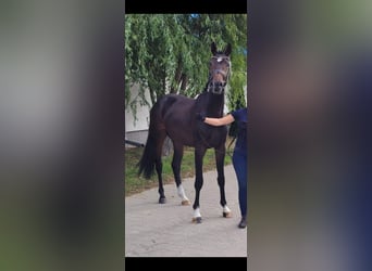 Polski koń szlachetny półkrwi, Ogier, 2 lat, 163 cm, Gniada