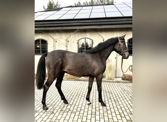 Polski koń szlachetny półkrwi, Ogier, 2 lat, 163 cm, Siwa
