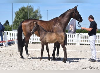 Polski koń szlachetny półkrwi, Ogier, 2 lat, 163 cm, Siwa