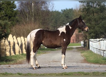 Polski koń szlachetny półkrwi, Ogier, 2 lat, 166 cm, Srokata
