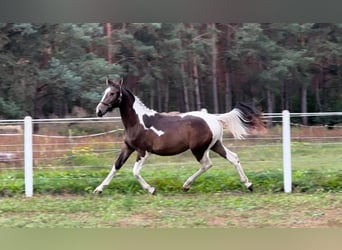 Polski koń szlachetny półkrwi Mix, Ogier, 2 lat, 166 cm, Srokata