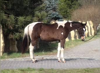 Polski koń szlachetny półkrwi Mix, Ogier, 2 lat, 166 cm, Srokata