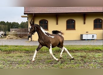 Polski koń szlachetny półkrwi, Ogier, 2 lat, 166 cm, Srokata