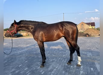Polski koń szlachetny półkrwi, Ogier, 2 lat, 168 cm, Gniada