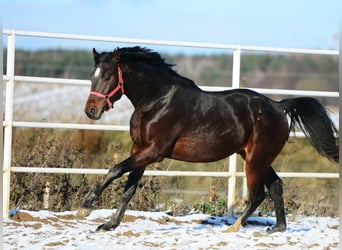 Polski koń szlachetny półkrwi, Ogier, 2 lat, 168 cm, Gniada