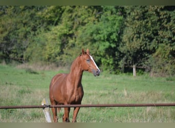 Polski koń szlachetny półkrwi, Ogier, 3 lat, 162 cm, Kasztanowata