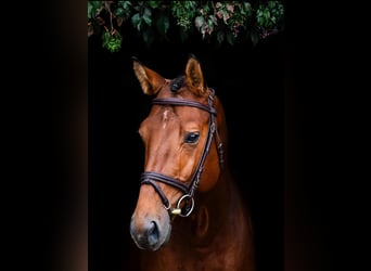 Polski koń szlachetny półkrwi, Ogier, 4 lat, 164 cm, Gniada
