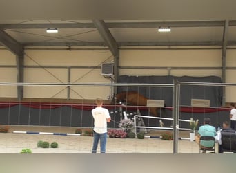 Polski koń szlachetny półkrwi, Ogier, 4 lat, 164 cm, Gniada