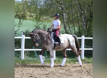Polski koń szlachetny półkrwi, Ogier, 4 lat, 165 cm, Tarantowata