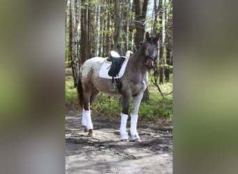 Polski koń szlachetny półkrwi, Ogier, 4 lat, 165 cm, Tarantowata
