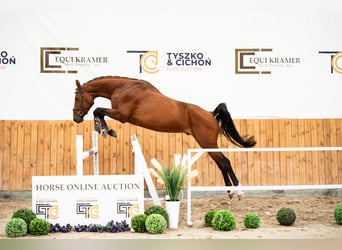 Polski koń szlachetny półkrwi, Ogier, 5 lat, 167 cm, Gniada