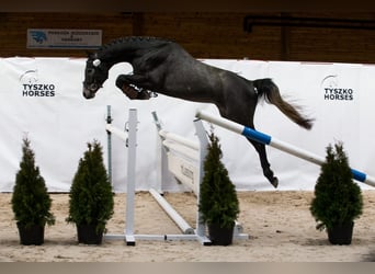 Polski koń szlachetny półkrwi, Ogier, 7 lat, 166 cm, Siwa