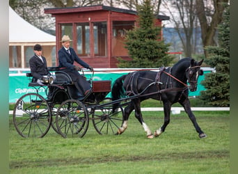 Polski koń szlachetny półkrwi, Ogier, 8 lat, 167 cm, Kara