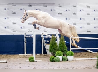 Polski koń szlachetny półkrwi, Ogier, 5 lat, 170 cm, Cremello