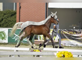Polski koń szlachetny półkrwi, Ogier, Źrebak (04/2023), 165 cm, Gniada