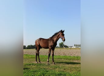 Polski koń szlachetny półkrwi, Ogier, Źrebak (04/2024), 170 cm, Gniada