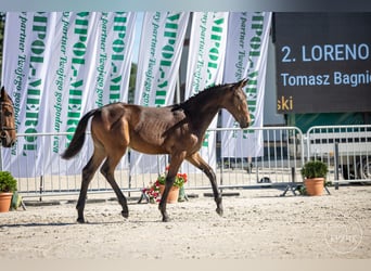 Polski koń szlachetny półkrwi Mix, Ogier, Źrebak (02/2024), Gniada