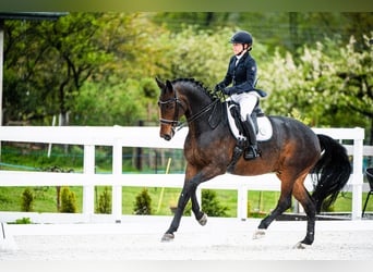 Polski koń szlachetny półkrwi, Wałach, 10 lat, 165 cm, Gniada