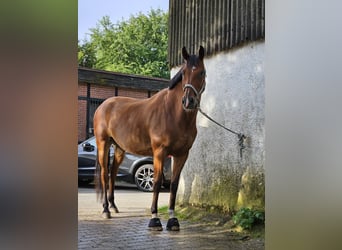 Polski koń szlachetny półkrwi, Wałach, 11 lat, 167 cm, Gniada