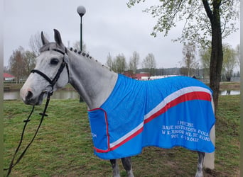 Polski koń szlachetny półkrwi, Wałach, 12 lat, 164 cm, Siwa