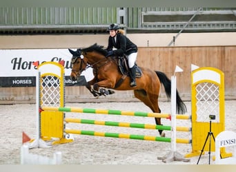 Polski koń szlachetny półkrwi, Wałach, 12 lat, 170 cm, Gniada