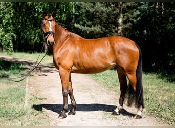 Polski koń szlachetny półkrwi, Wałach, 13 lat, 165 cm, Gniada