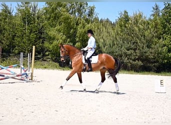 Polski koń szlachetny półkrwi, Wałach, 13 lat, 165 cm, Gniada