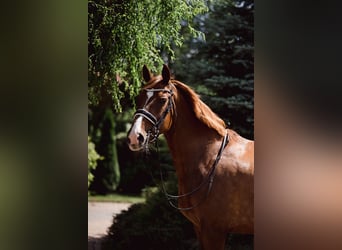 Polski koń szlachetny półkrwi, Wałach, 15 lat, 170 cm, Kasztanowata