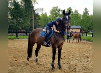 Polski koń szlachetny półkrwi, Wałach, 16 lat, 174 cm, Gniada