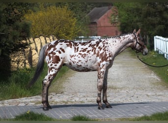 Polski koń szlachetny półkrwi, Wałach, 2 lat, 164 cm, Tarantowata
