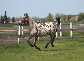 Polski koń szlachetny półkrwi, Wałach, 2 lat, 164 cm, Tarantowata