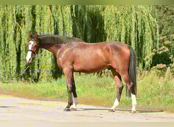 Polski koń szlachetny półkrwi, Wałach, 2 lat, 167 cm, Ciemnogniada