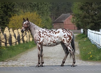 Polski koń szlachetny półkrwi, Wałach, 3 lat, 164 cm, Tarantowata