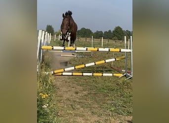 Polski koń szlachetny półkrwi, Wałach, 3 lat, 165 cm, Gniada