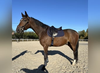Polski koń szlachetny półkrwi, Wałach, 3 lat, 166 cm, Ciemnogniada