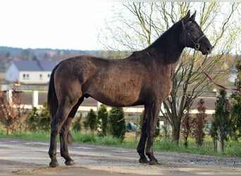 Polski koń szlachetny półkrwi, Wałach, 3 lat, 170 cm, Siwa
