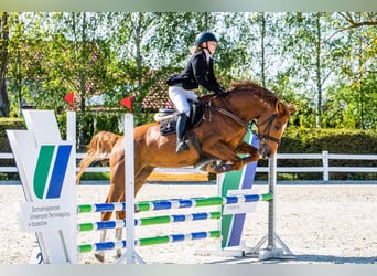 Polski koń szlachetny półkrwi, Wałach, 4 lat, 167 cm, Kasztanowata