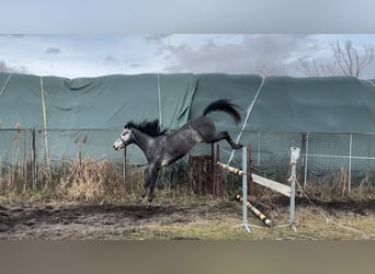 Polski koń szlachetny półkrwi, Wałach, 4 lat, 171 cm, Siwa