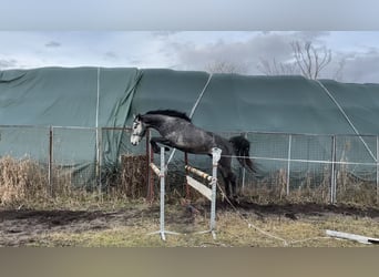 Polski koń szlachetny półkrwi, Wałach, 4 lat, 171 cm, Siwa