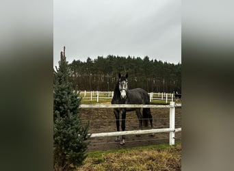 Polski koń szlachetny półkrwi, Wałach, 4 lat, 171 cm, Siwa