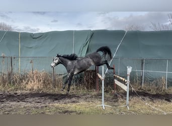 Polski koń szlachetny półkrwi, Wałach, 4 lat, 171 cm, Siwa