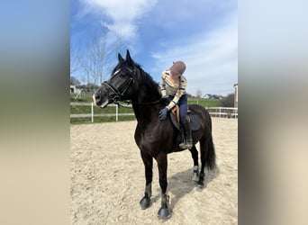 Polski koń szlachetny półkrwi, Wałach, 5 lat, 165 cm, Kara