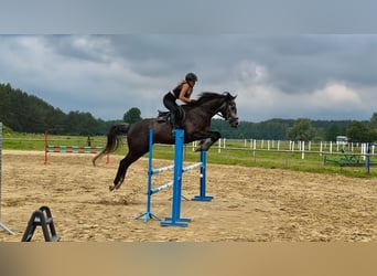 Polski koń szlachetny półkrwi Mix, Wałach, 5 lat, 168 cm, Karosiwa