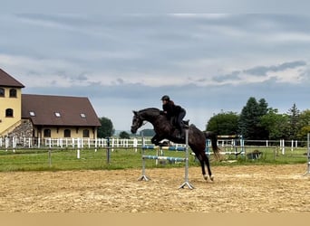 Polski koń szlachetny półkrwi Mix, Wałach, 5 lat, 168 cm, Karosiwa
